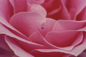 pink, rose, flower-600598.jpg